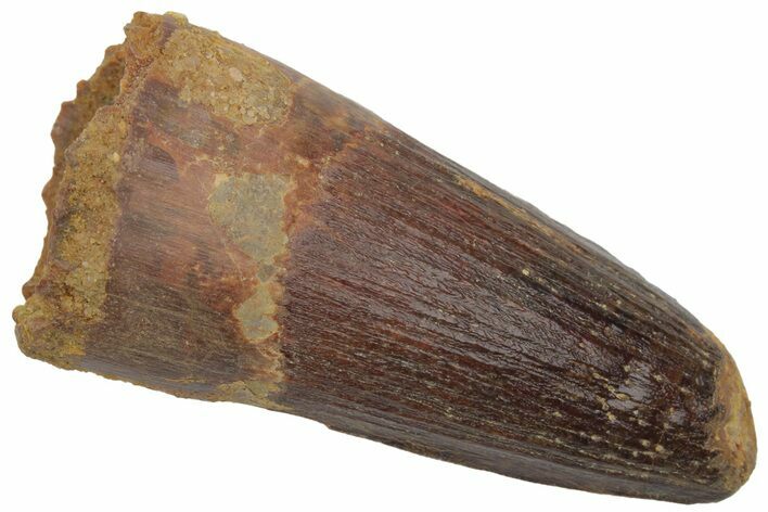 Fossil Spinosaurus Tooth - Robust Tooth #220750